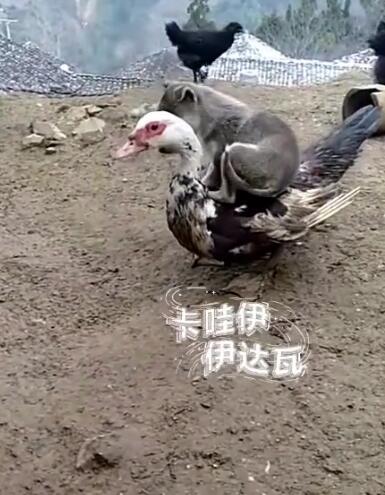 坐骑上档次 (1).jpg