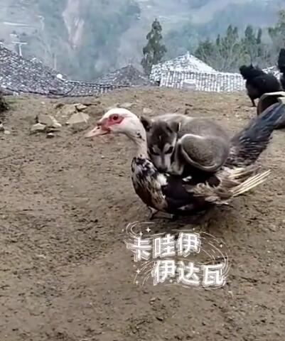 坐骑上档次 (2).jpg