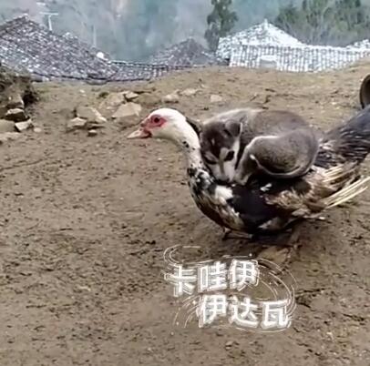 新款涡轮增鸭.jpg