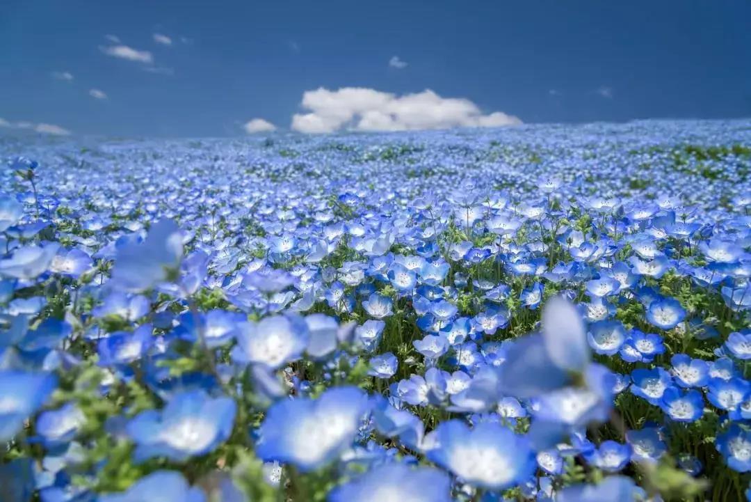 你见过蓝色的花海吗?与天空一样的颜色,美的令人心动!